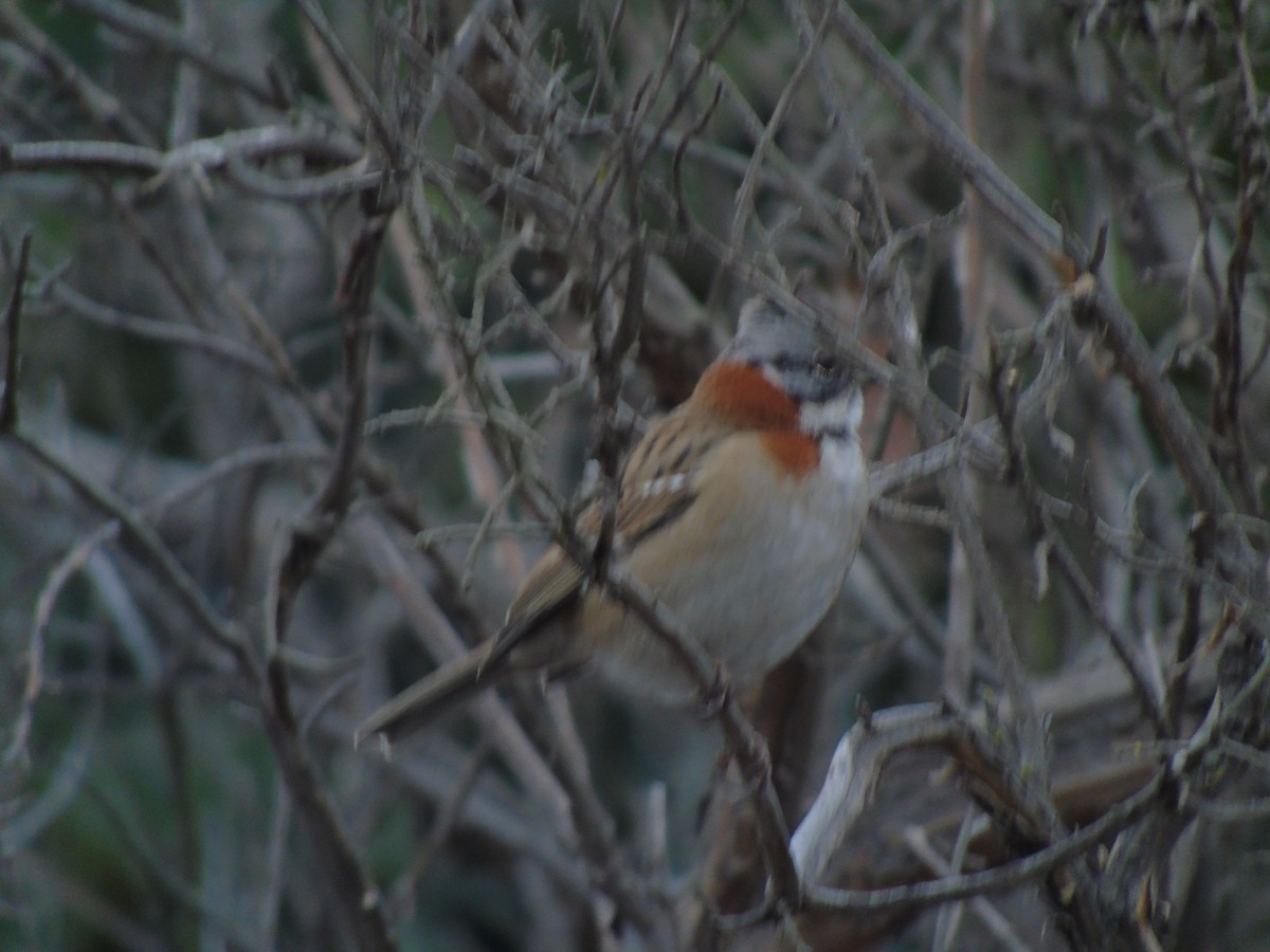 Rufous-collared Sparrow - ML462219821