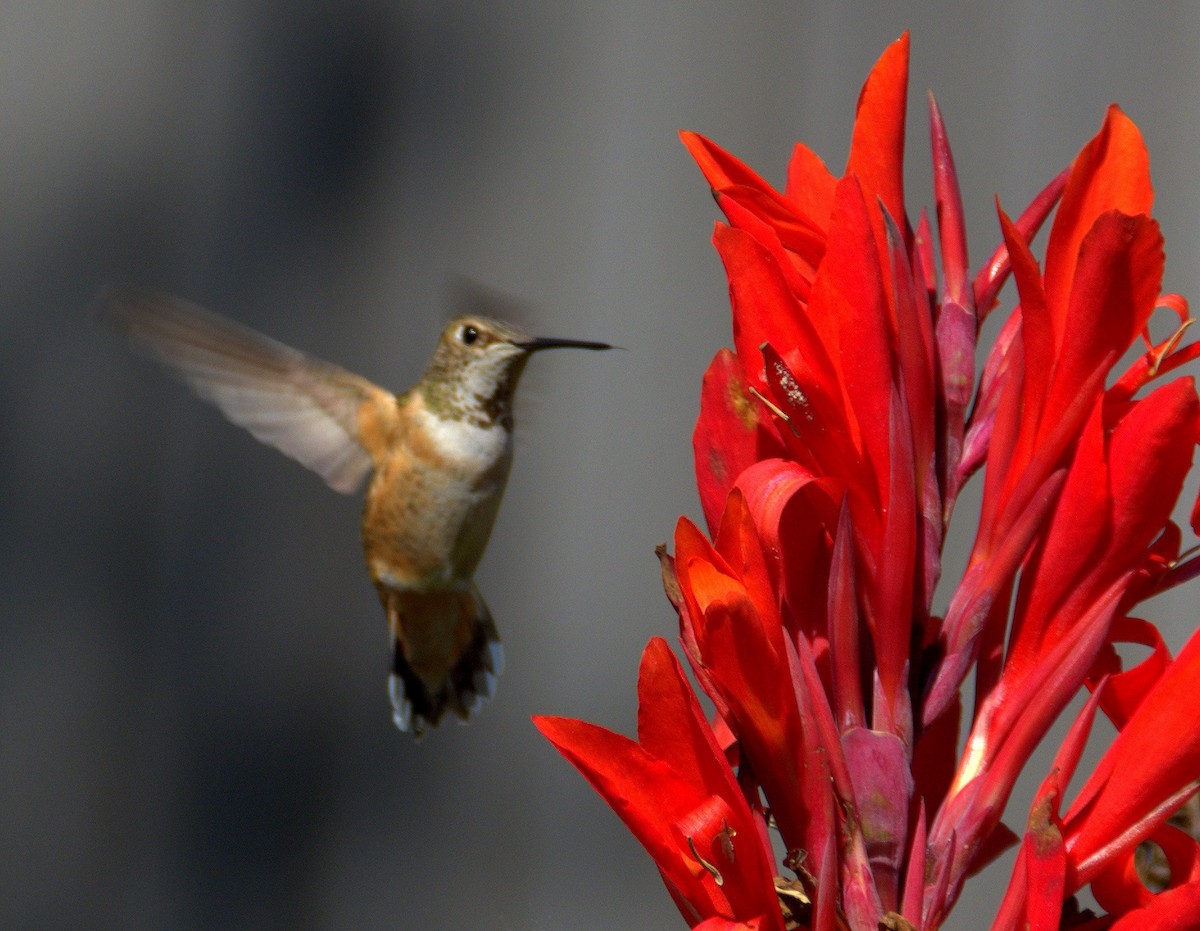 Rufous Hummingbird - Michael Farina