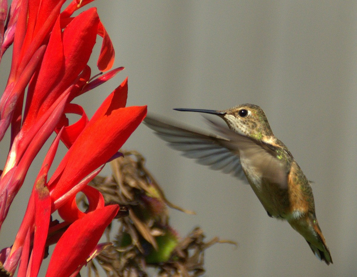 Rufous Hummingbird - ML46222201