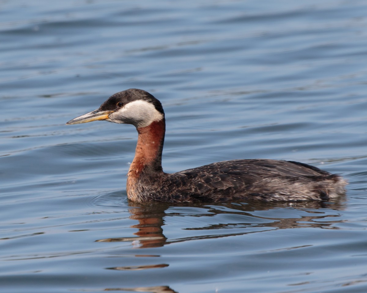 Red-necked Grebe - ML462223411