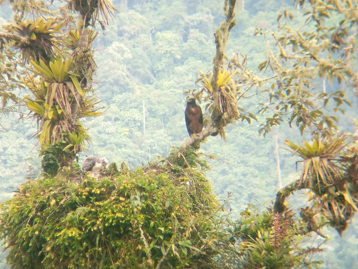 Black-and-chestnut Eagle - Hernando Farinango Cahuatijo