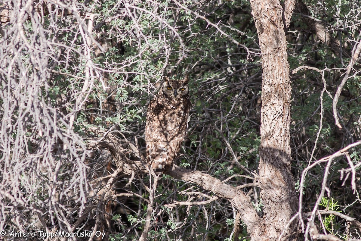 Spotted Eagle-Owl - ML46222371