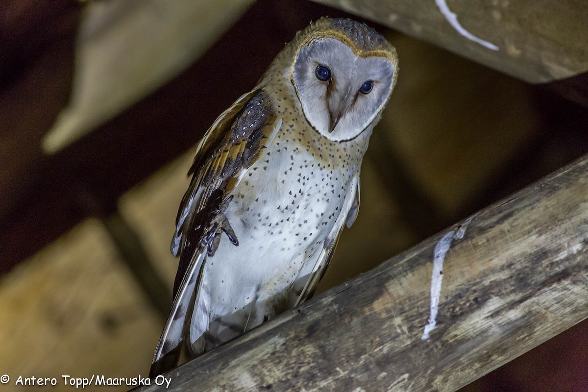 Barn Owl (African) - ML46222401