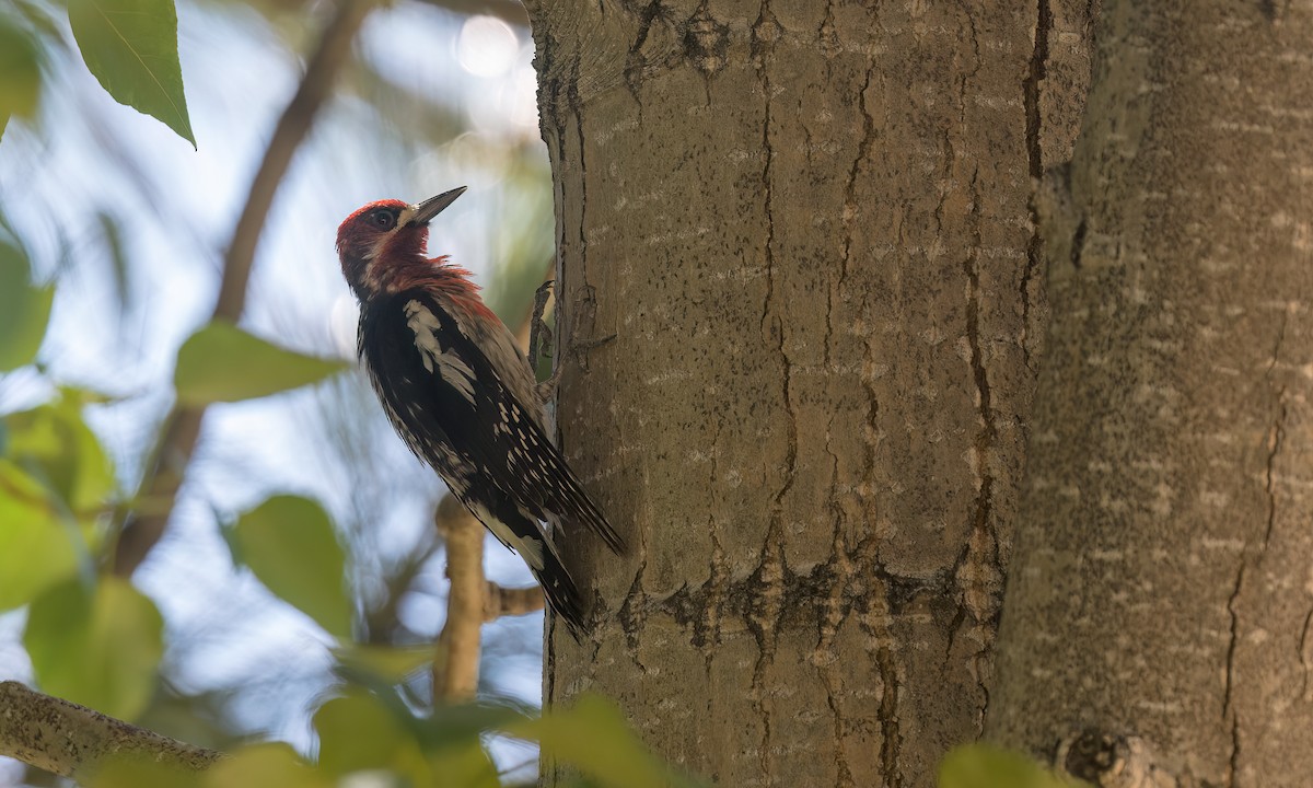 Red-breasted Sapsucker - ML462227481