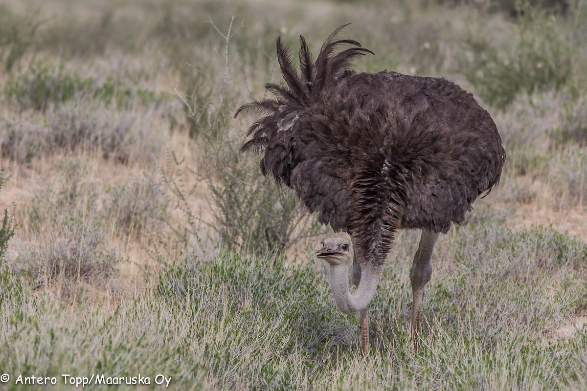 Common Ostrich - Antero Topp