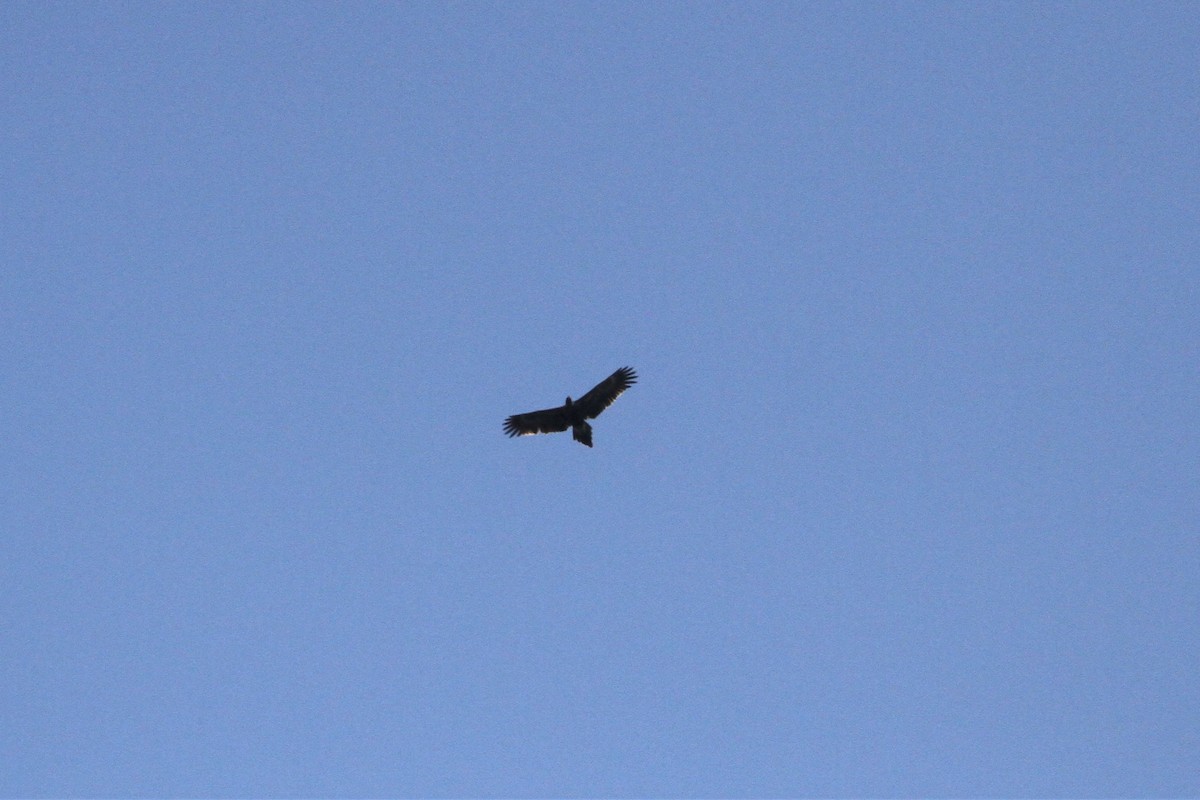 Wedge-tailed Eagle - ML462229631