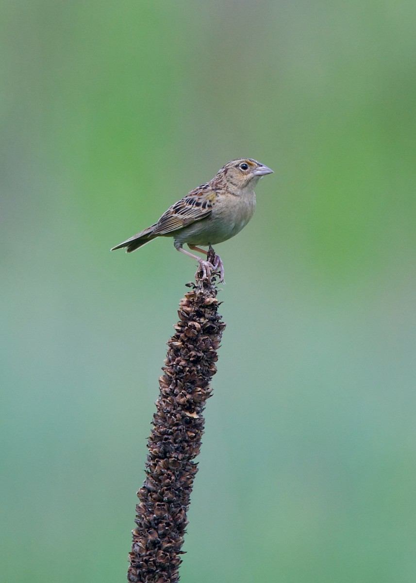 Grasshopper Sparrow - ML462234331