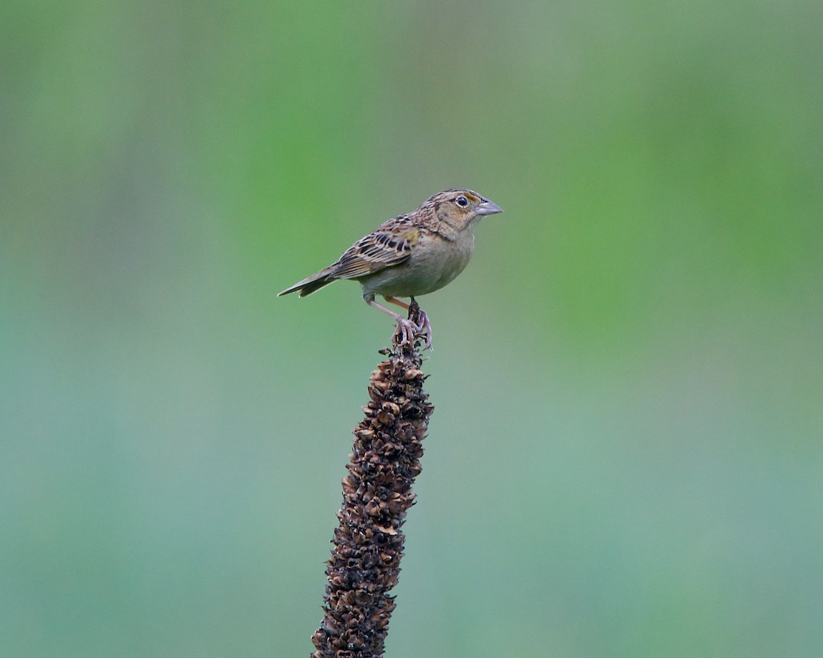 Grasshopper Sparrow - ML462234341