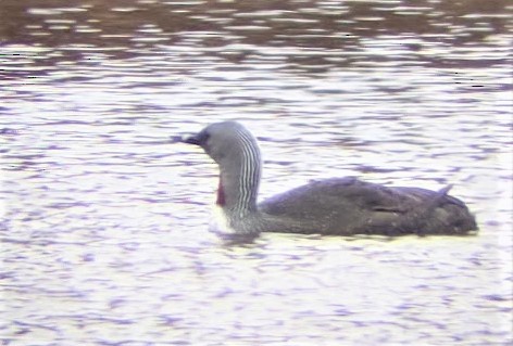 Red-throated Loon - ML462235401