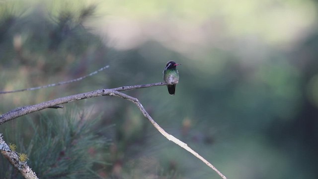 White-eared Hummingbird - ML462238701