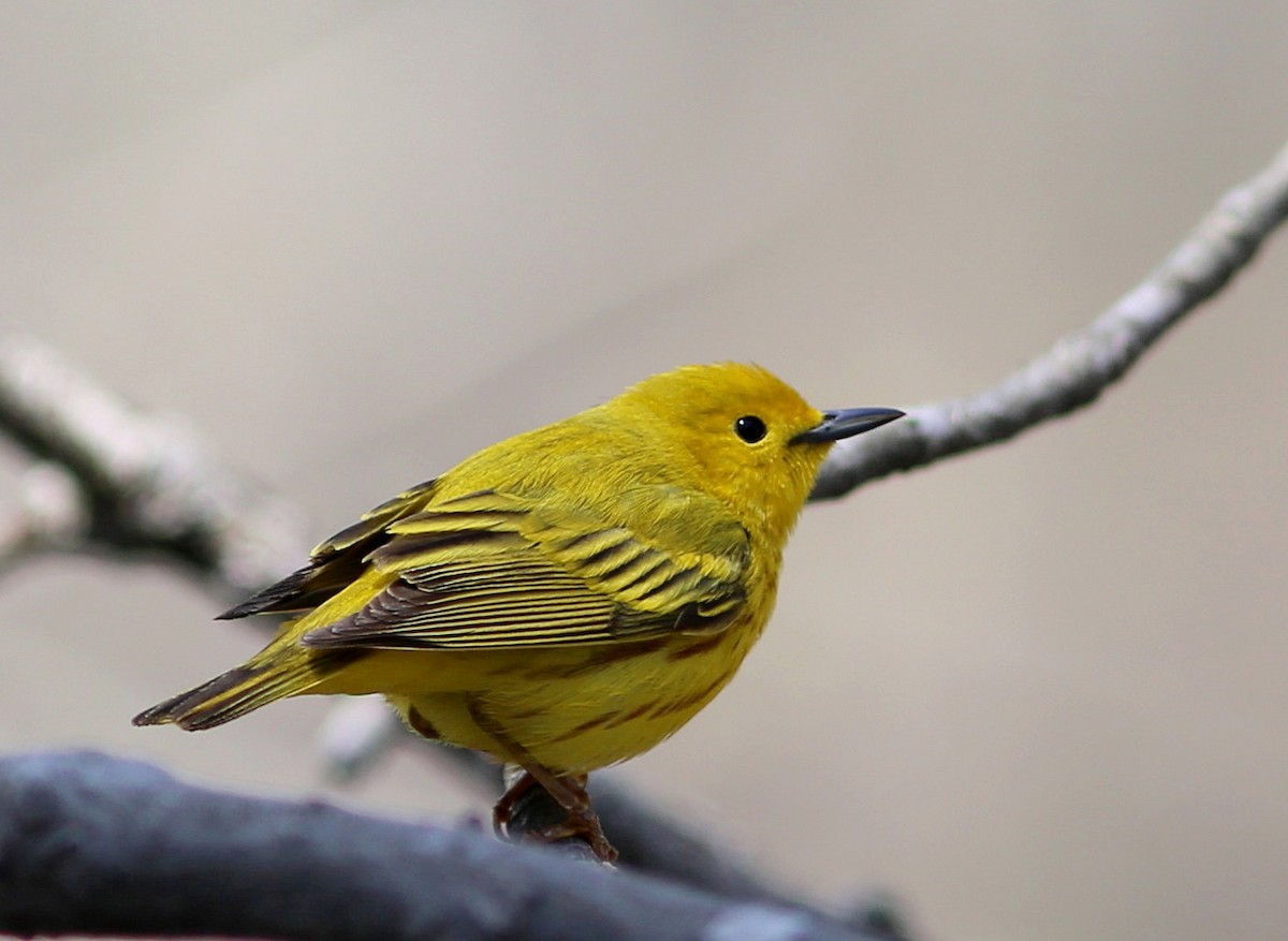 Yellow Warbler (Northern) - ML46223911