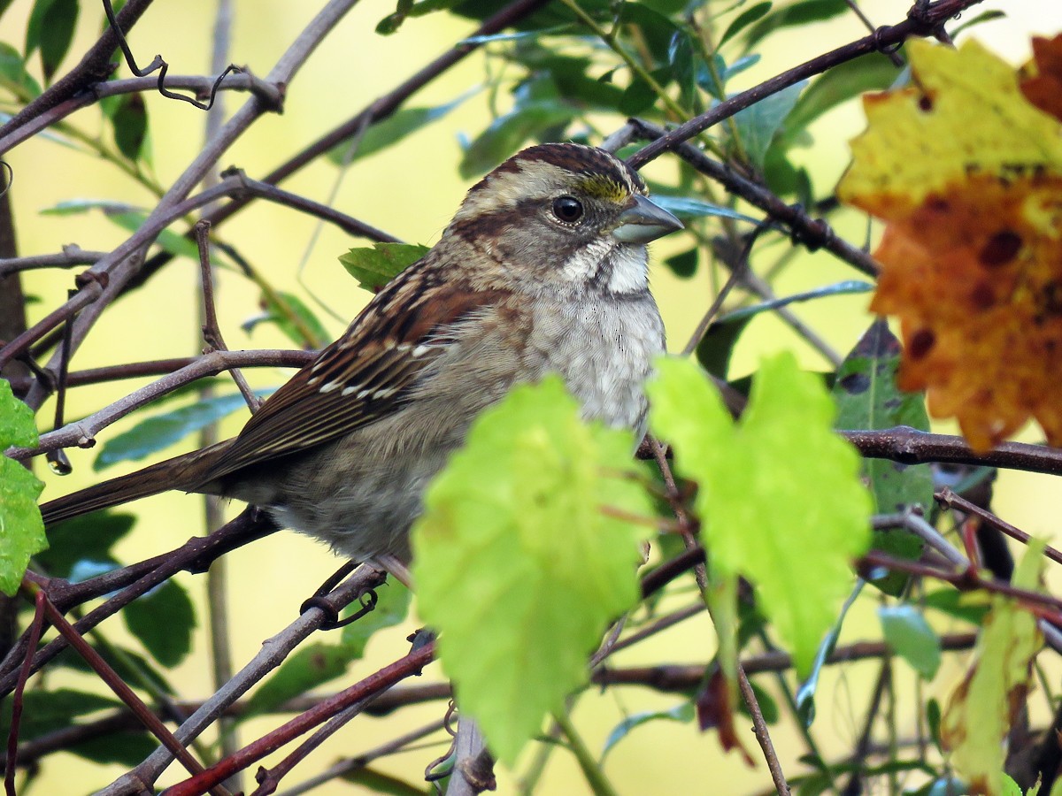 White-throated Sparrow - Amy Evenstad