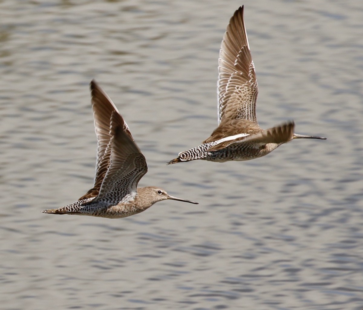 Long-billed Dowitcher - ML46224251