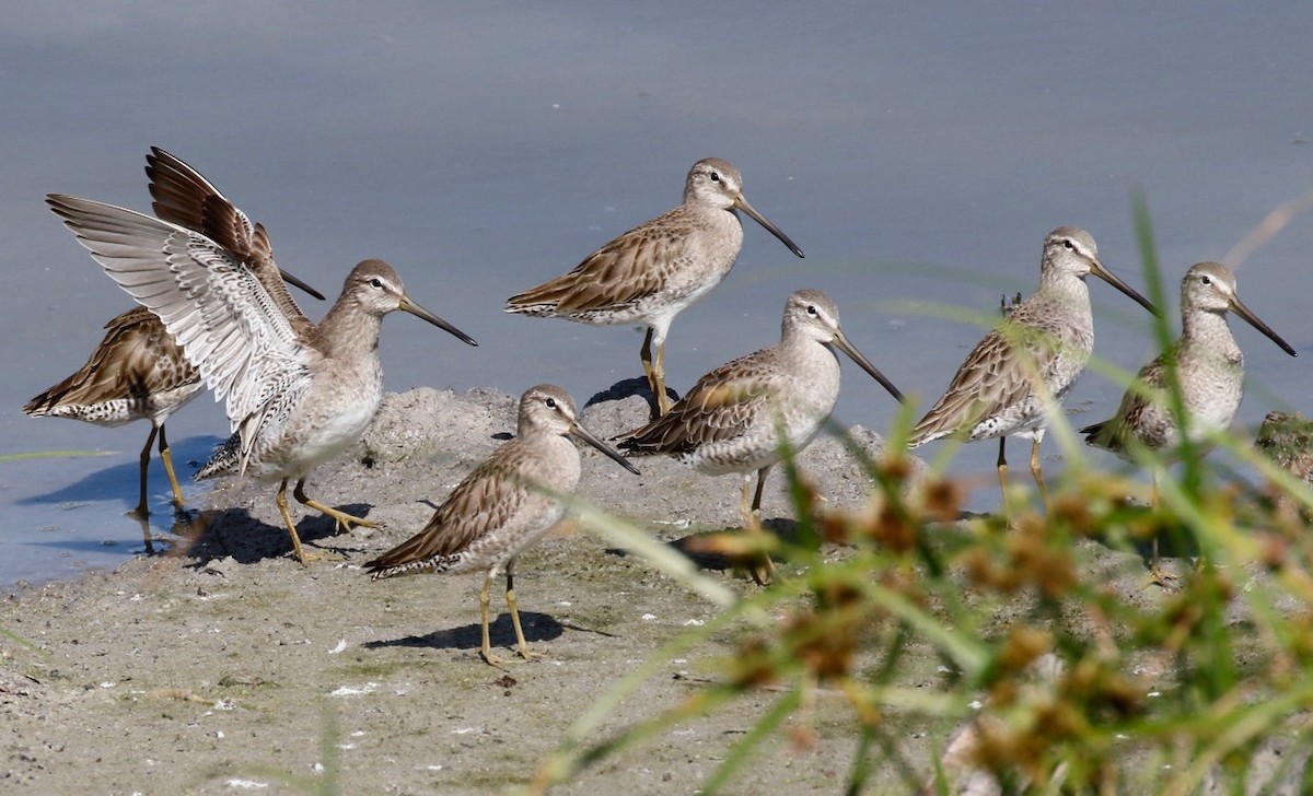 Long-billed Dowitcher - ML46224271