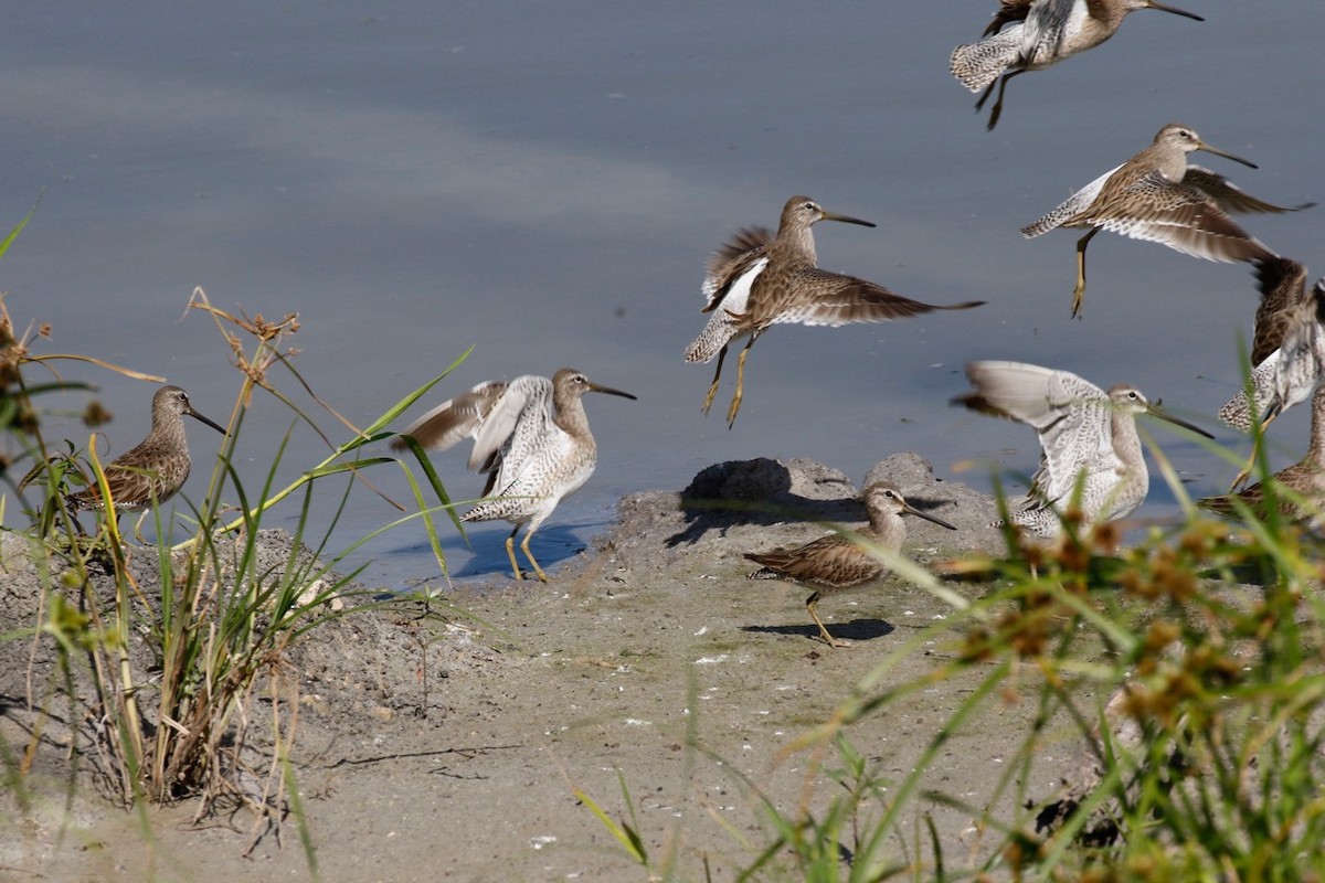 Long-billed Dowitcher - ML46224291