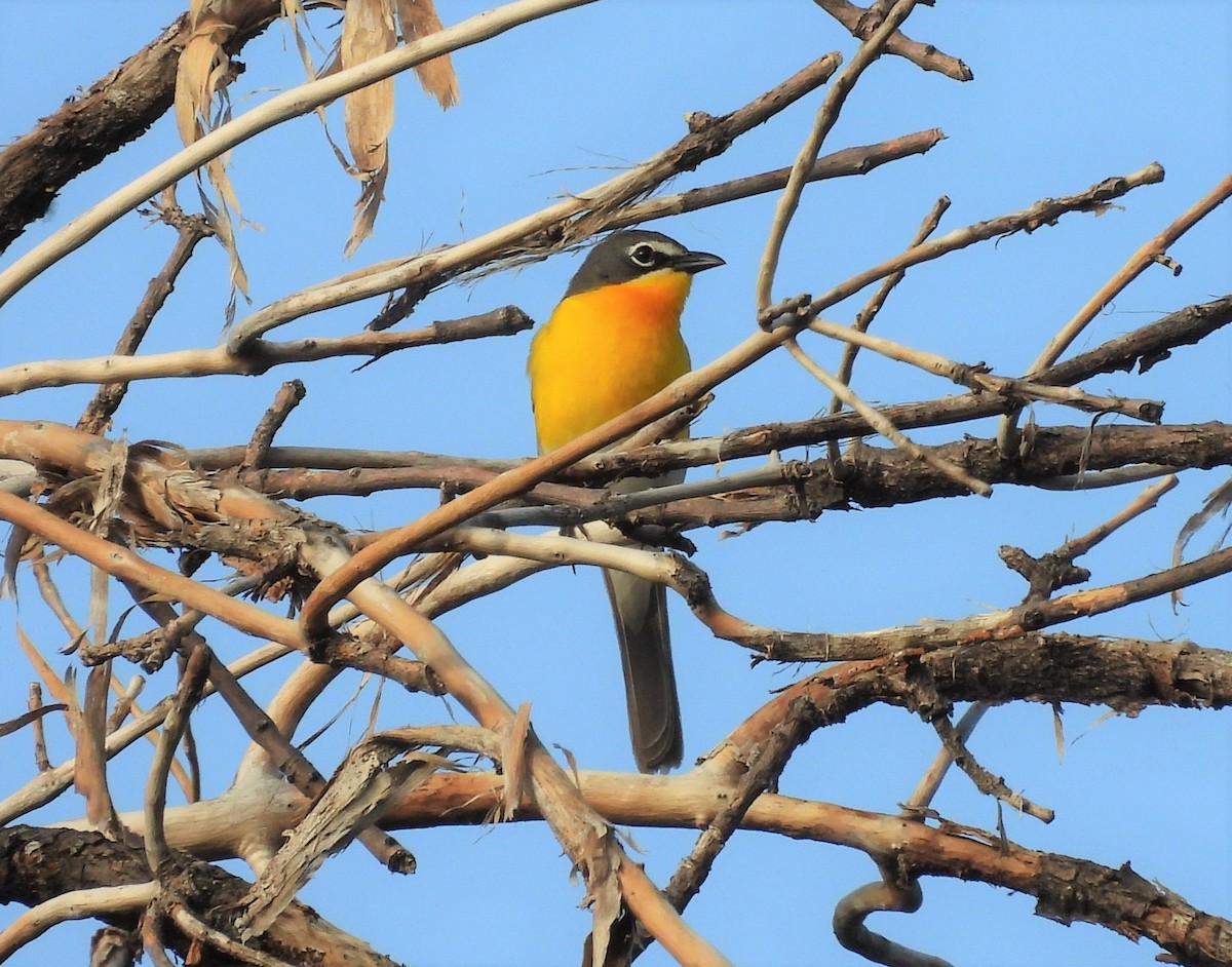 Yellow-breasted Chat - ML462244041
