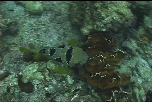 Black blotched porcupinefish - ML462245