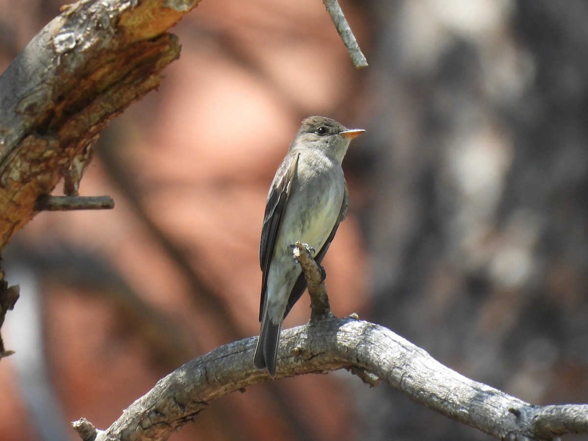 Western Wood-Pewee - Jenny Young