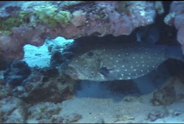 Black-spotted boxfish - ML462251