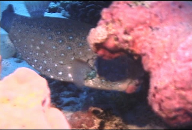 Black-spotted boxfish - ML462252