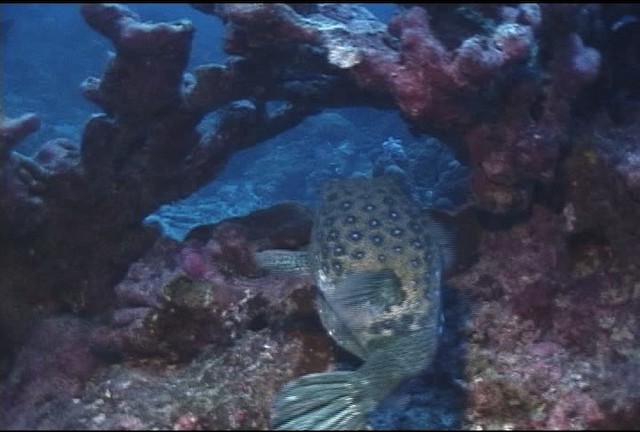 Black-spotted boxfish - ML462253