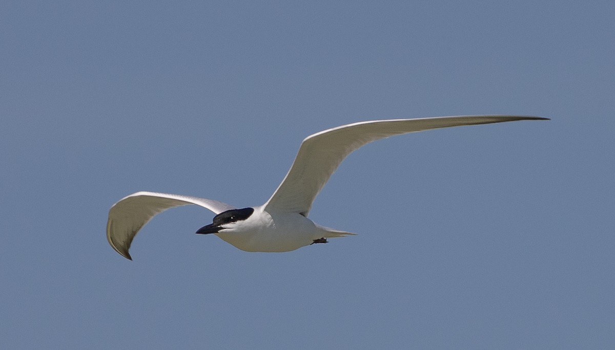Gull-billed Tern - Sandy Townsend
