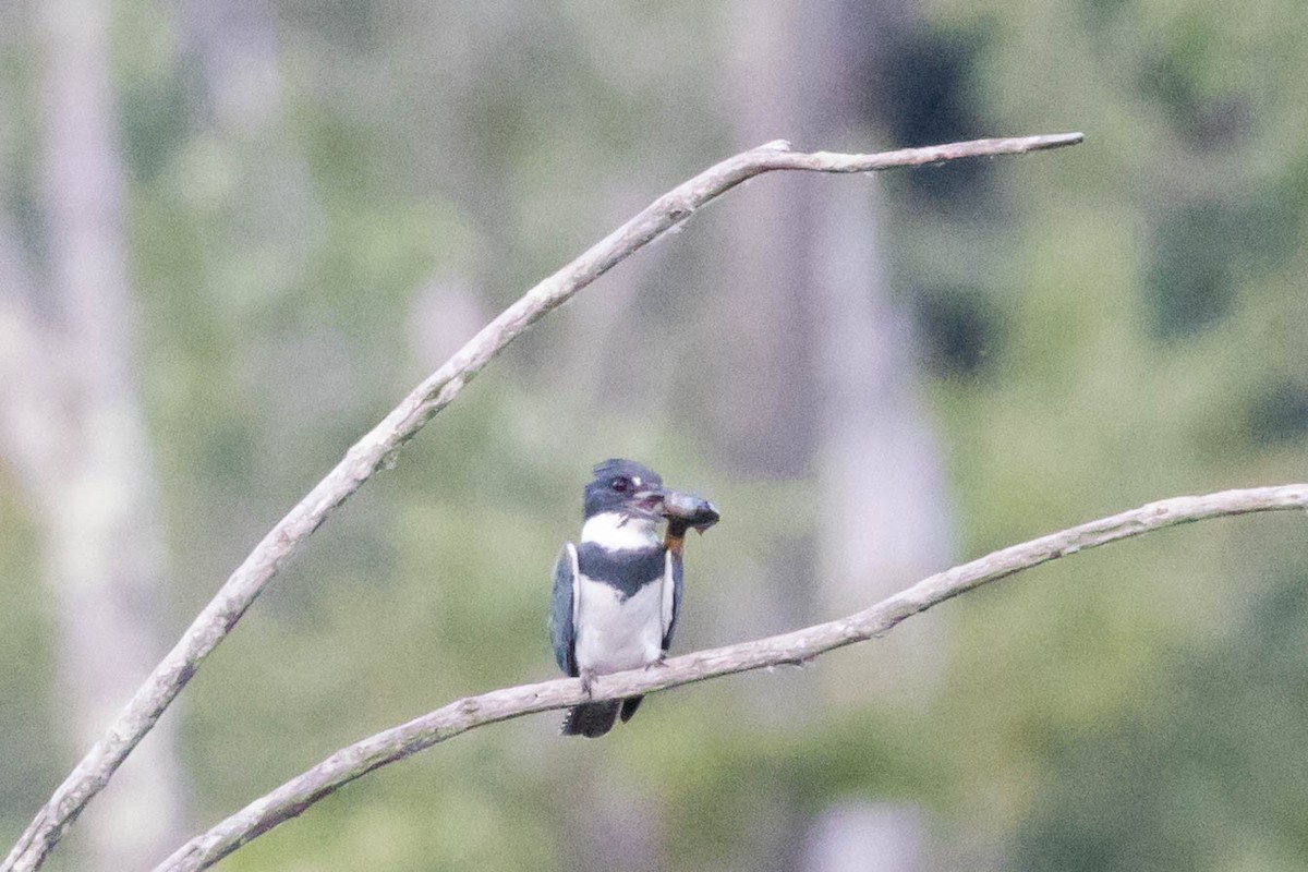 Belted Kingfisher - ML462255581