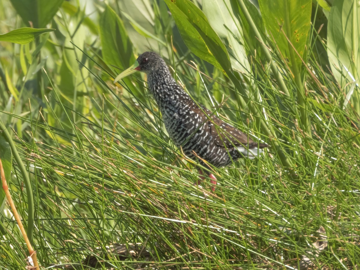 Spotted Rail - ML462256931