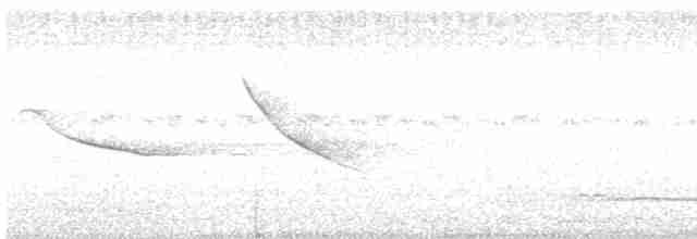 White-tailed Nightjar - ML462261531