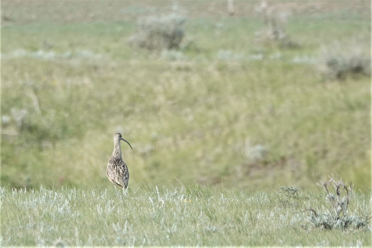 Long-billed Curlew - ML462269761