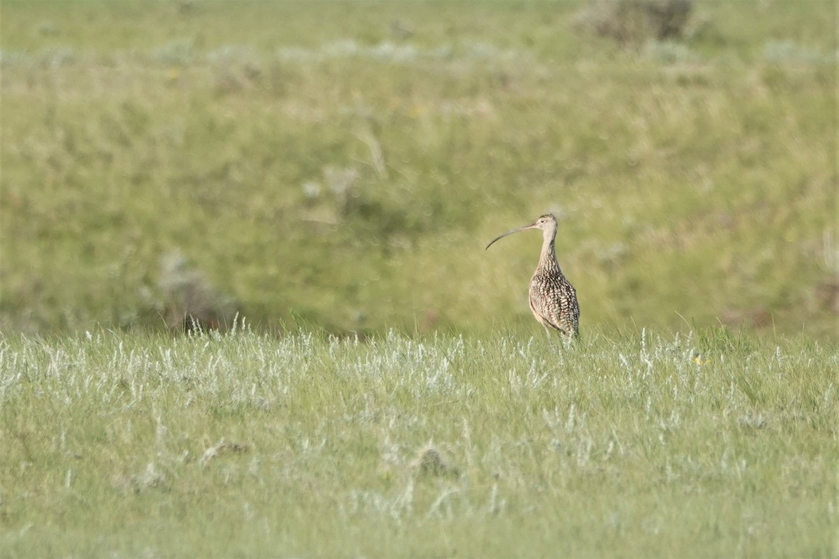 Long-billed Curlew - ML462269781