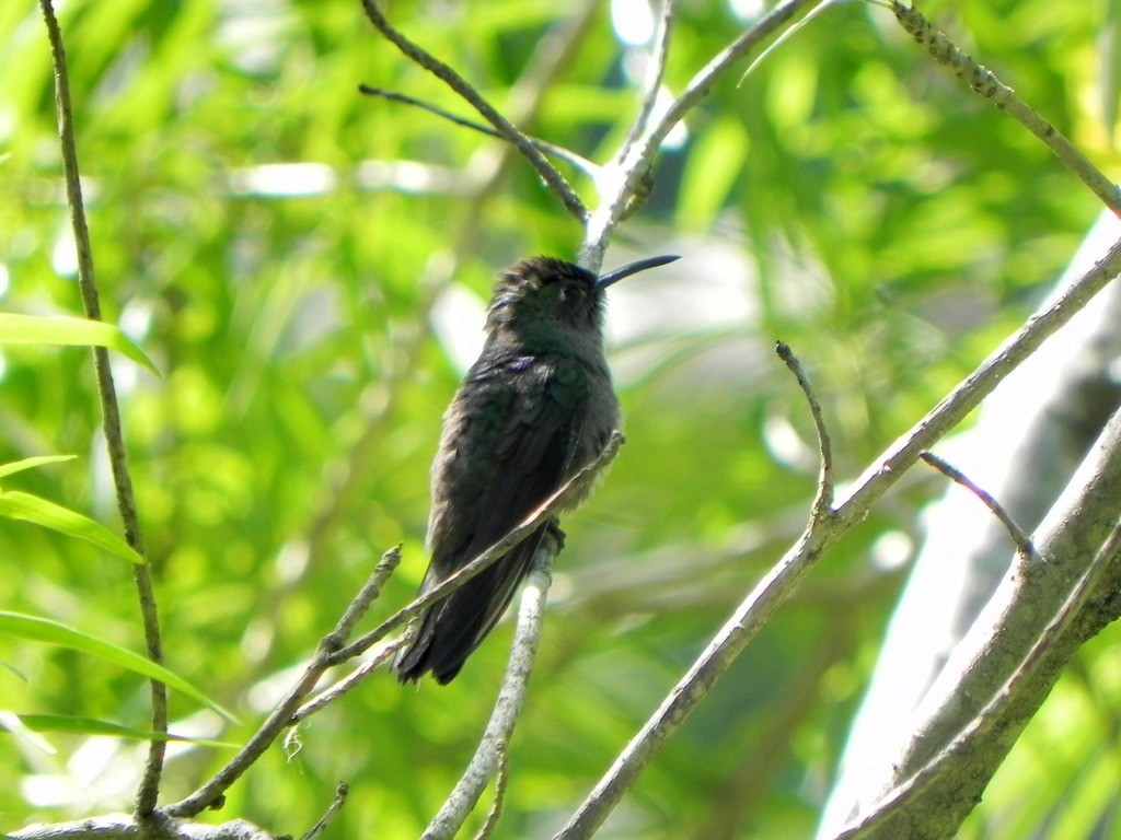 Sombre Hummingbird - ML46227051