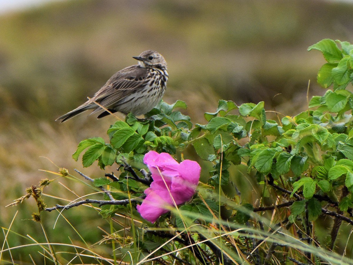 Meadow Pipit - ML462281091