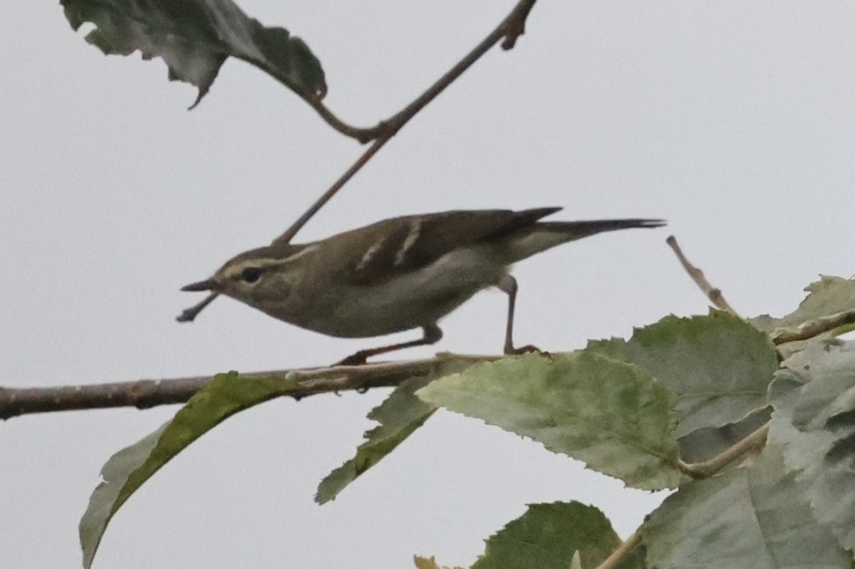 Yellow-browed Warbler - ML462283411