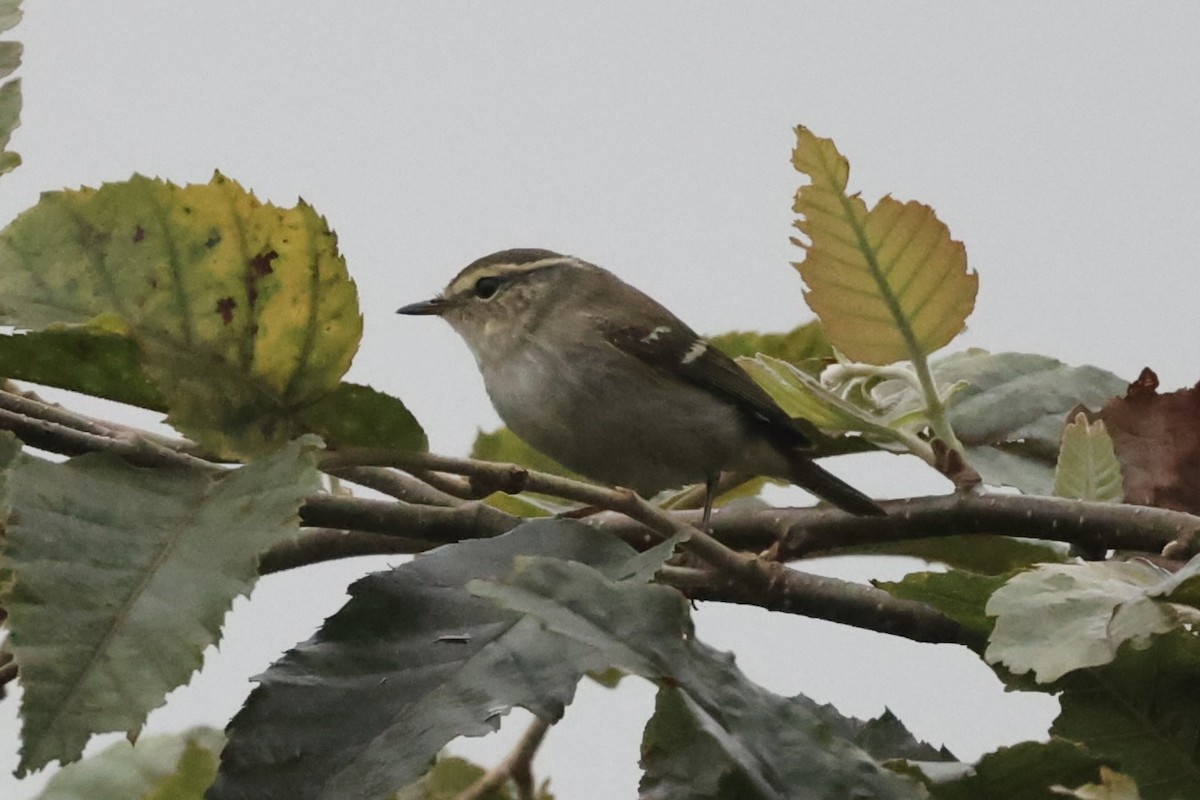 Yellow-browed Warbler - ML462283421