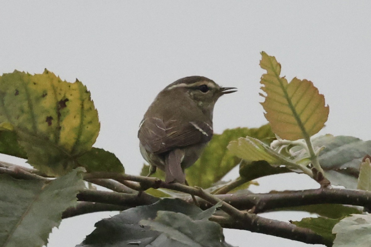 Yellow-browed Warbler - ML462283441