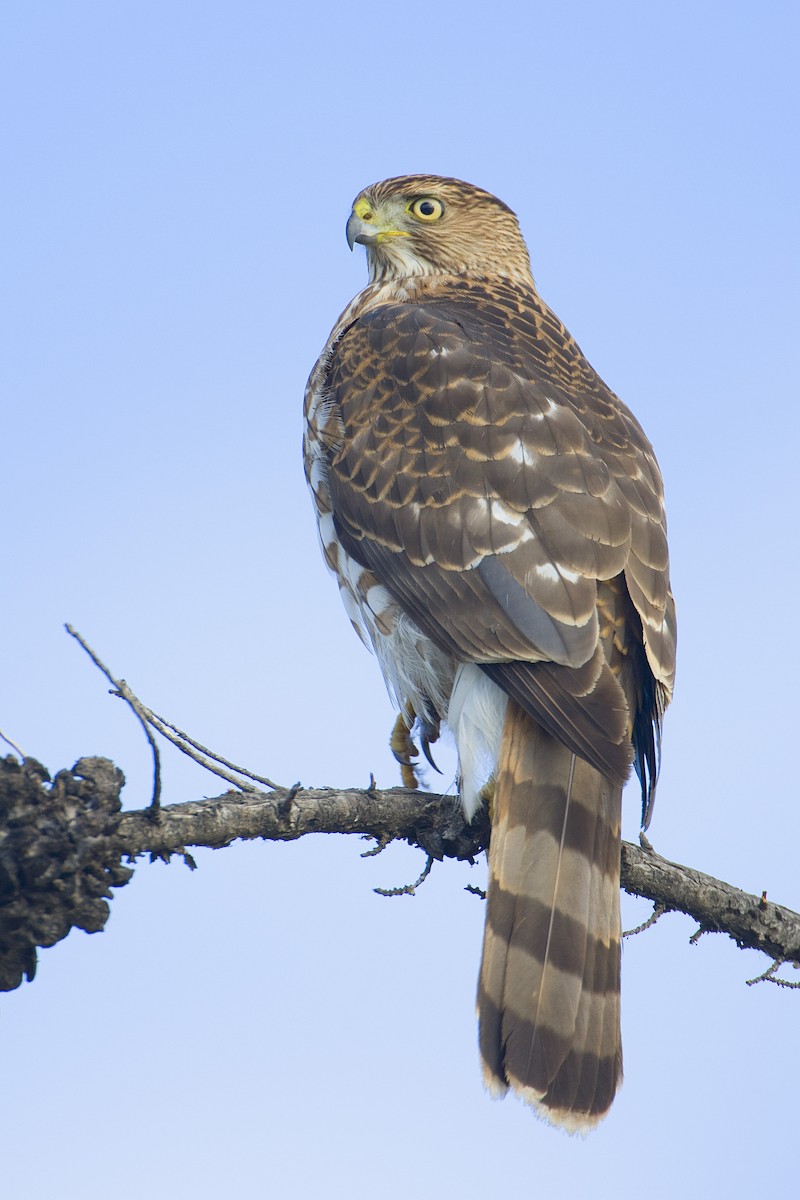 ML462284501 Cooper's Hawk Macaulay Library