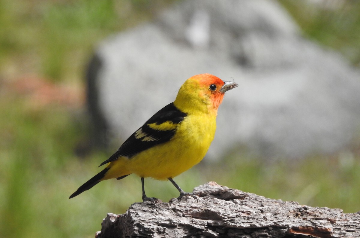 Western Tanager - ML462285181