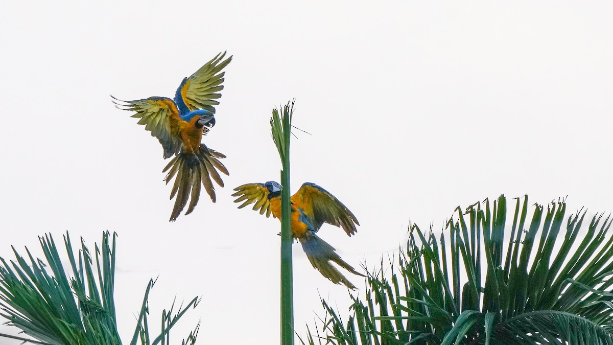 Blue-and-yellow Macaw - ML462286641