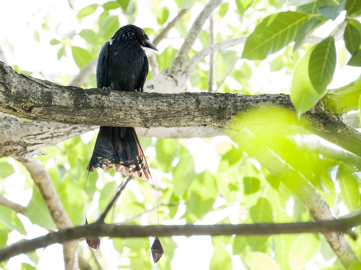 Greater Racket-tailed Drongo - ML462291371