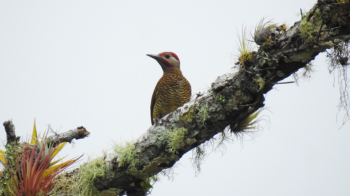 Golden-olive Woodpecker - ML462291921