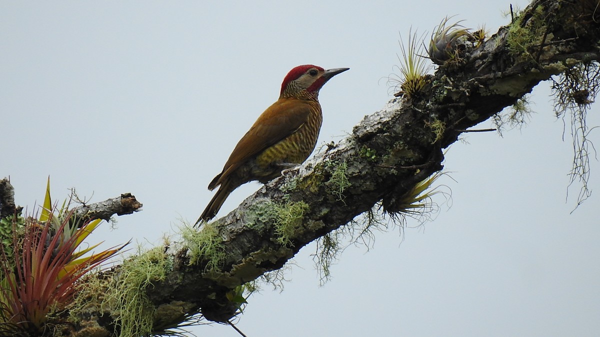 Golden-olive Woodpecker - ML462291931