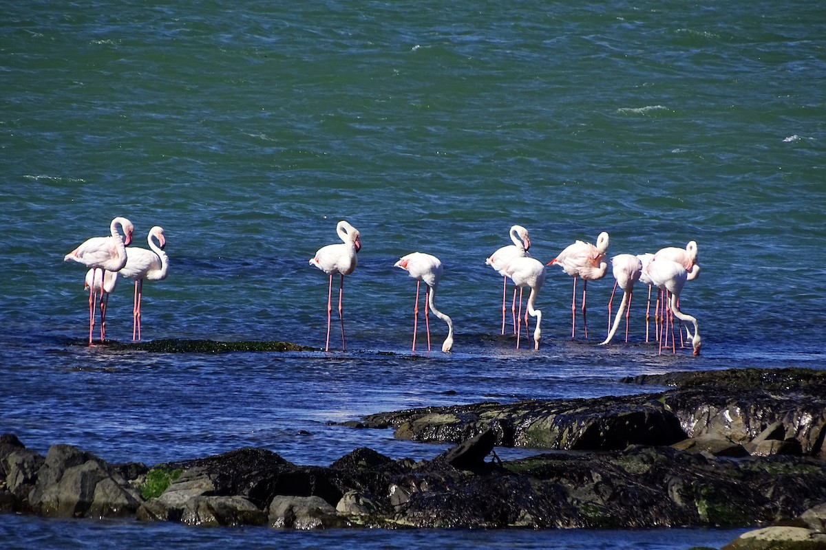 Greater Flamingo - Pedro Yubero Rivas
