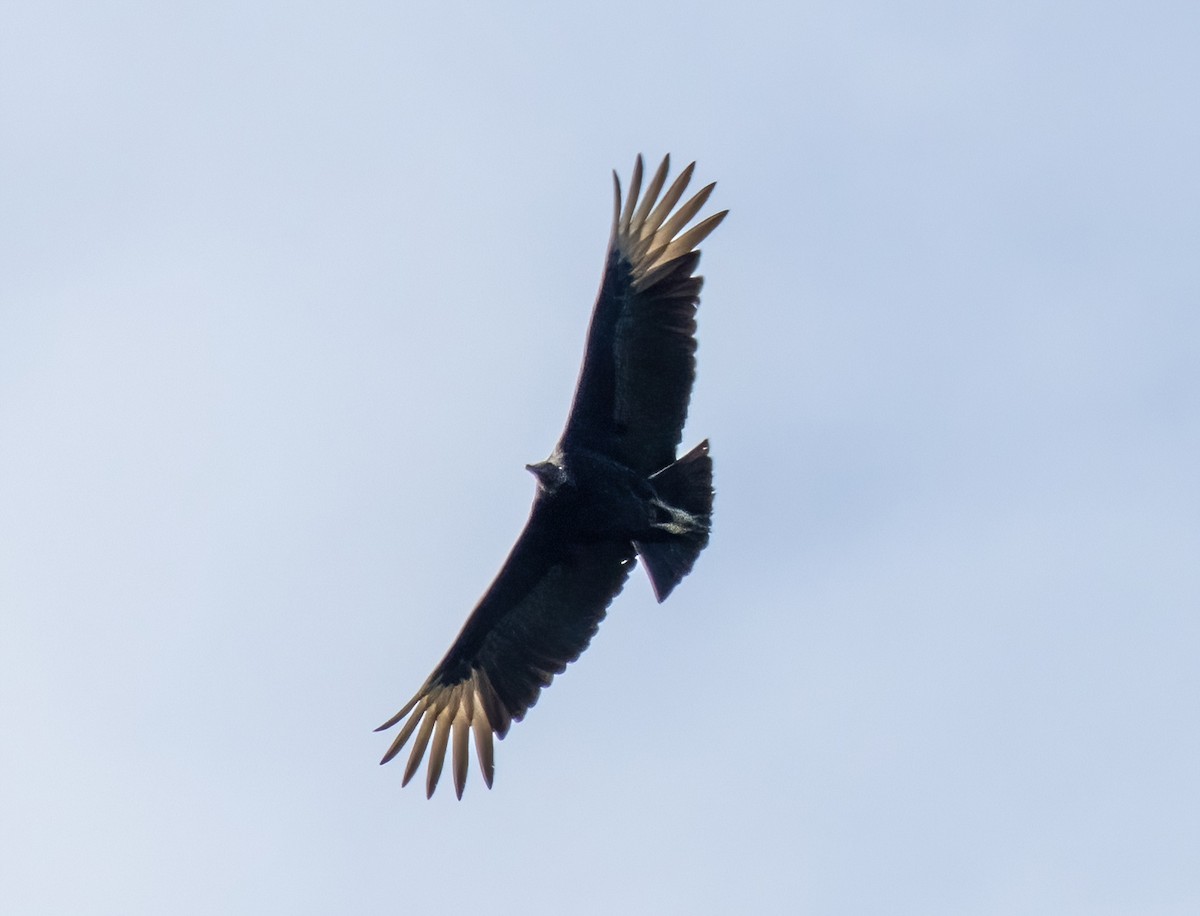 Black Vulture - ML462292311