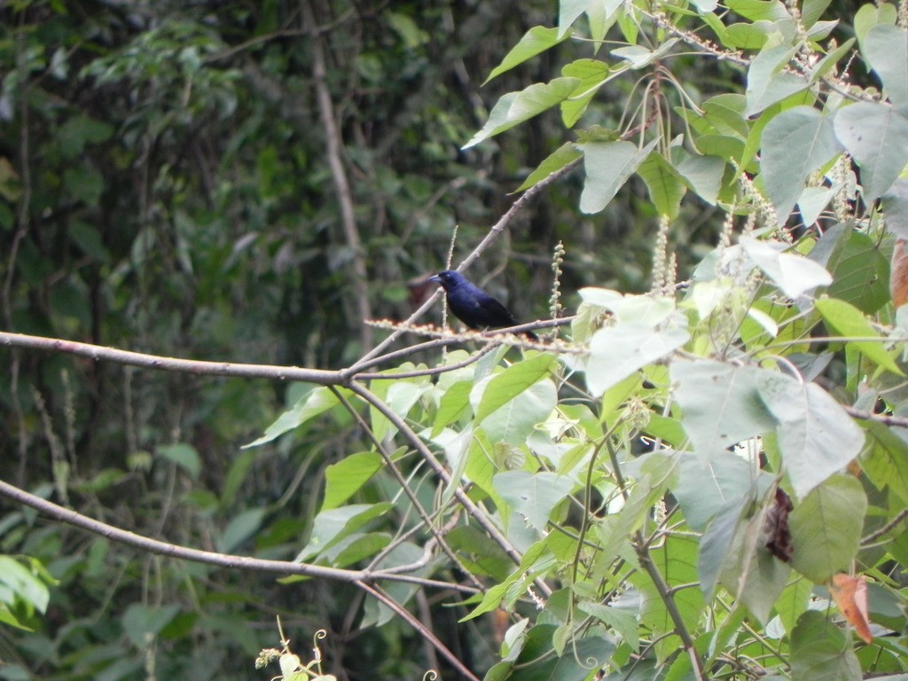Ruby-crowned Tanager - ML46229421