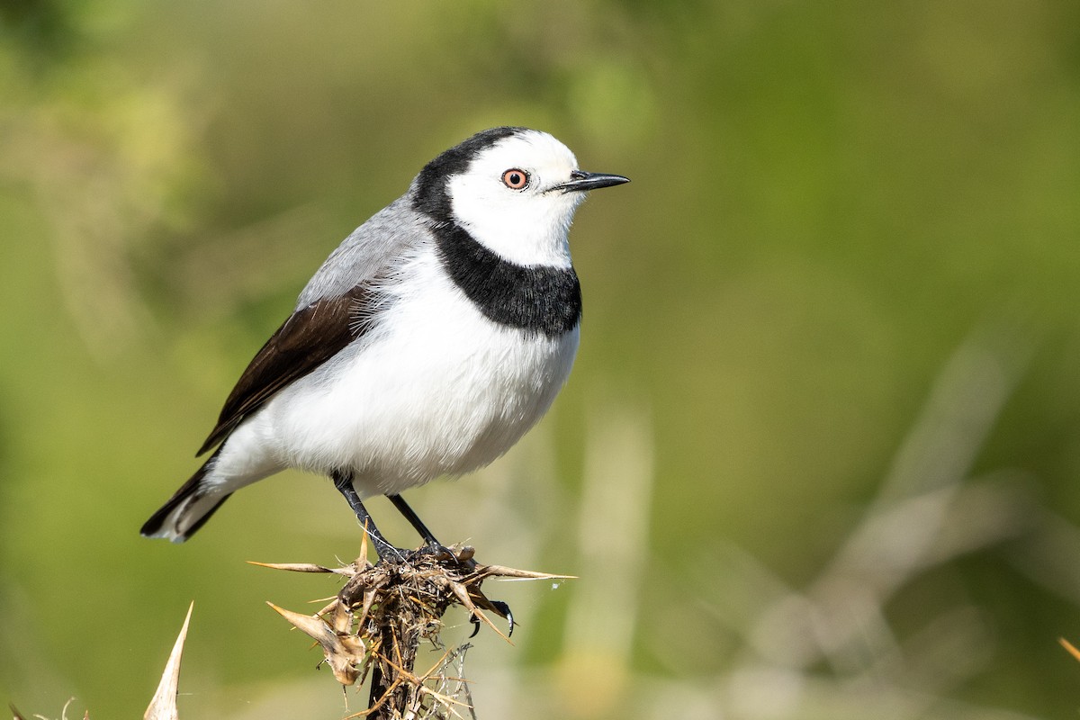 White-fronted Chat - ML462300891