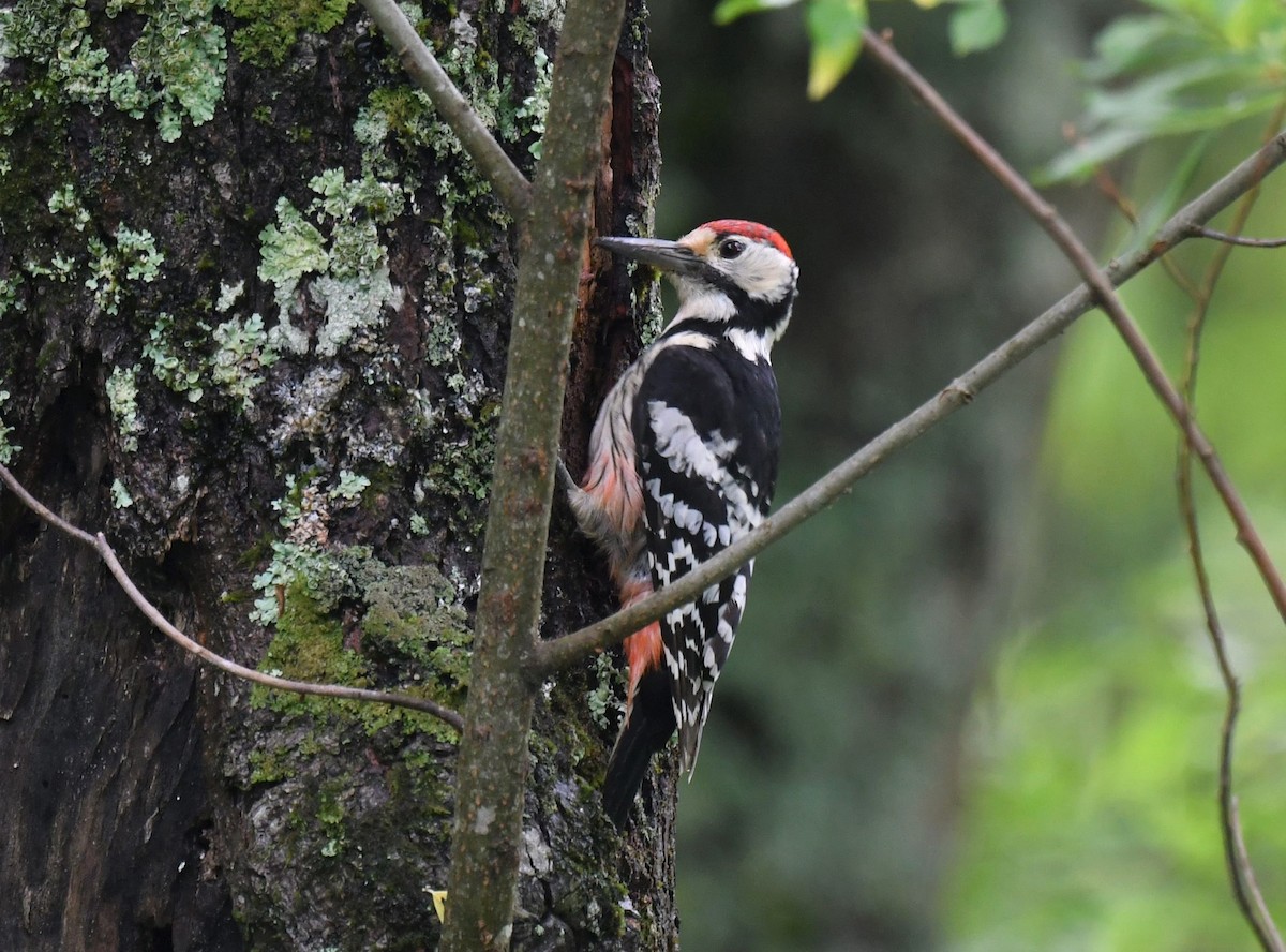 White-backed Woodpecker - ML462302161