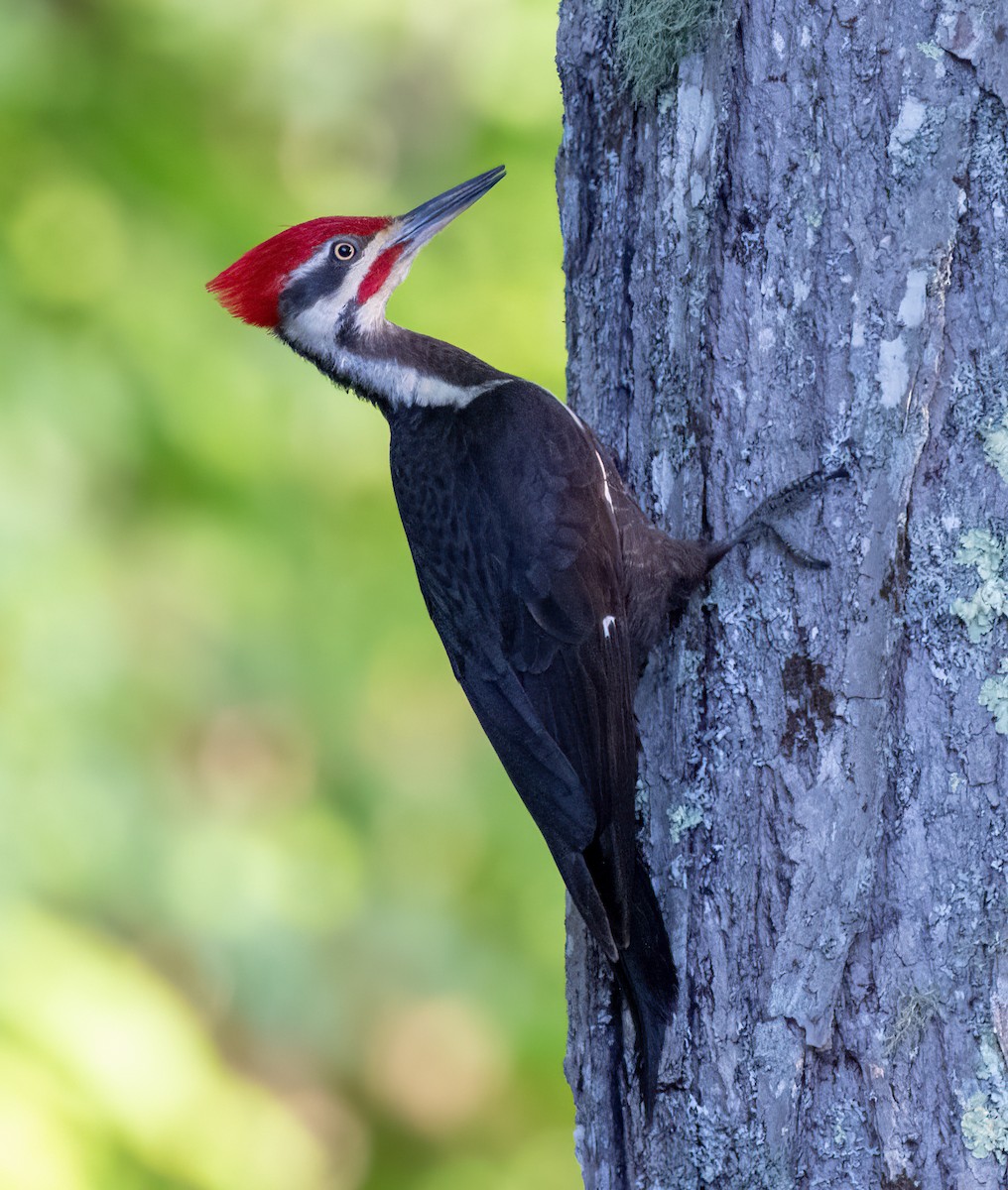 Pileated Woodpecker - ML462302561
