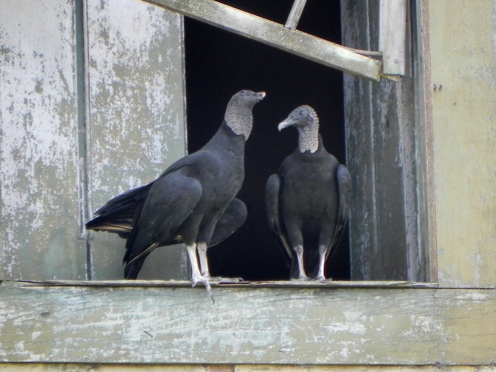Black Vulture - Helbert Noventa