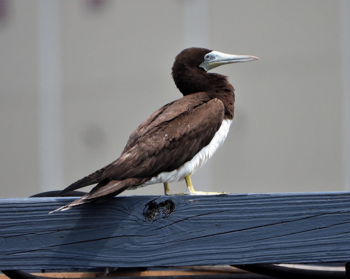Brown Booby - David W Foster